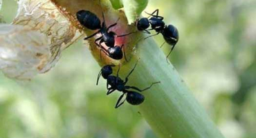 Jak se zbavit mšic a mravenců lidovými prostředky